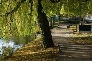 york-autumn-tree-lake
